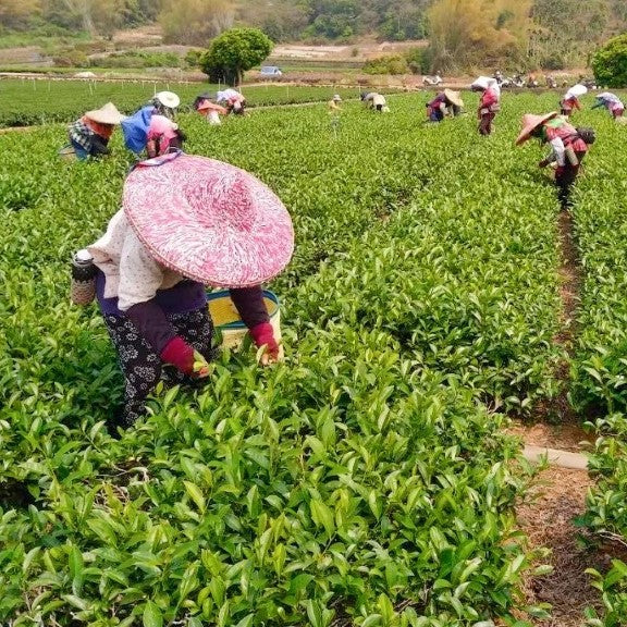 Medium Roast Spring (Ding Dong)