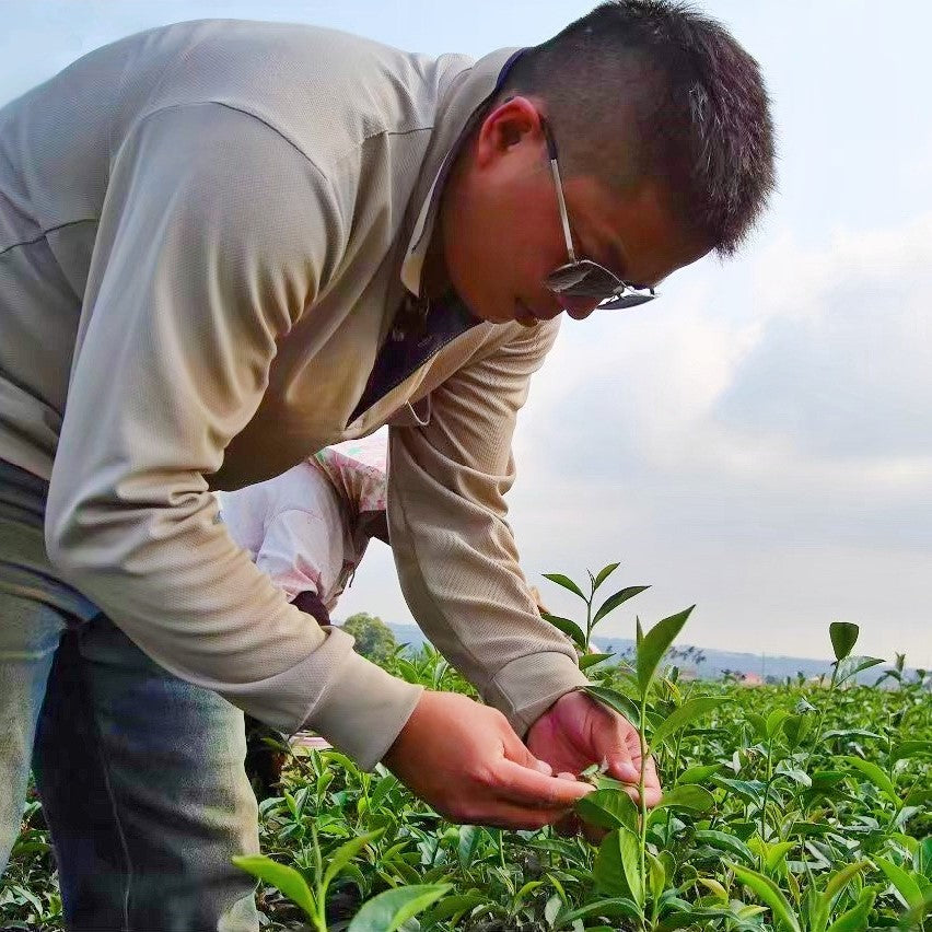 Four Seasons Spring (Si Ji Chun)