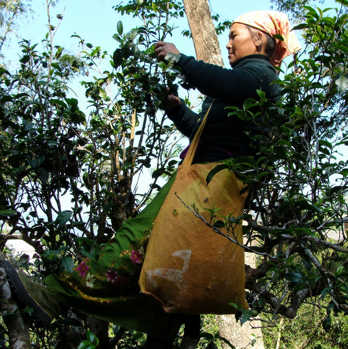 Jingmai Spring (April 2018)