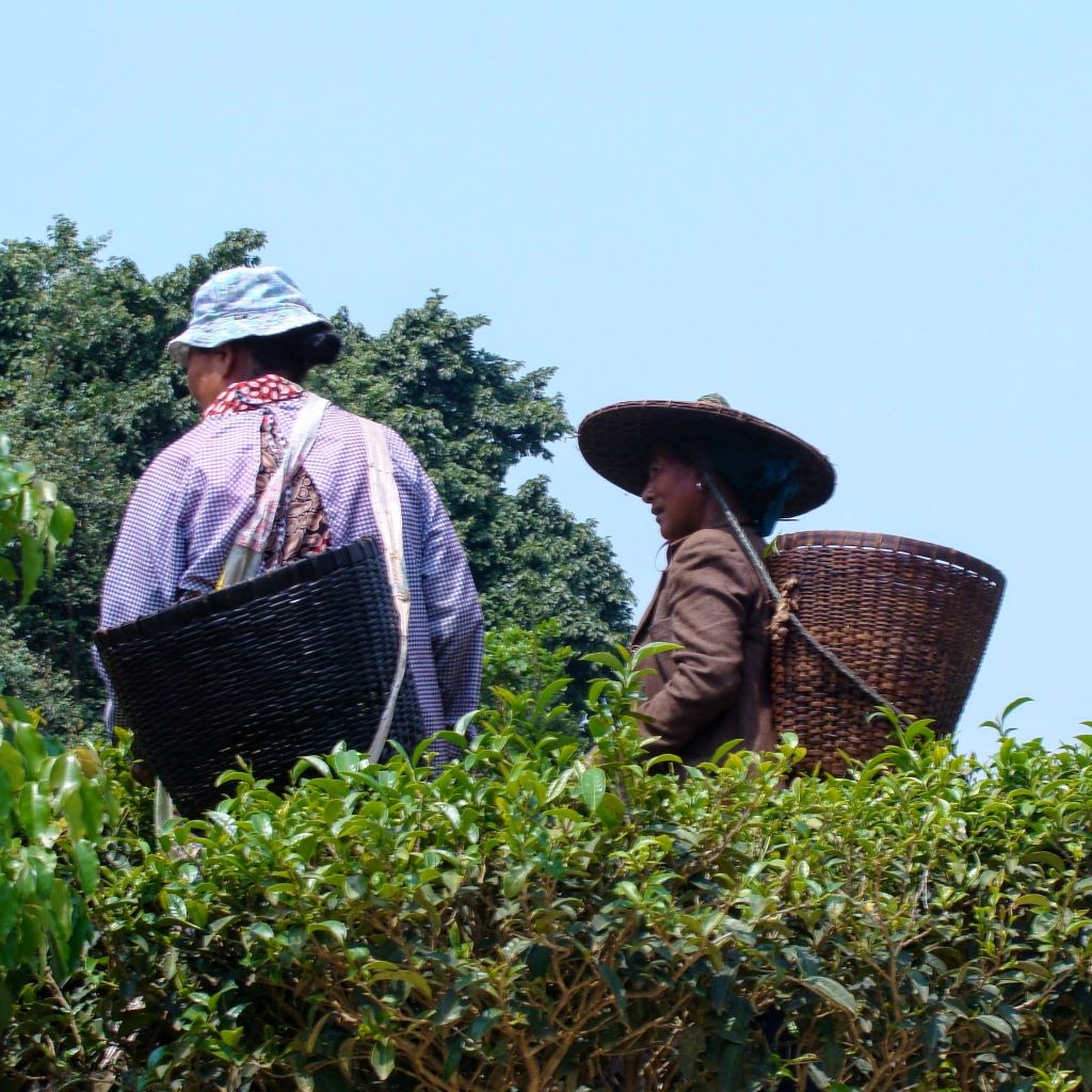 Tea Press - Aera Tea