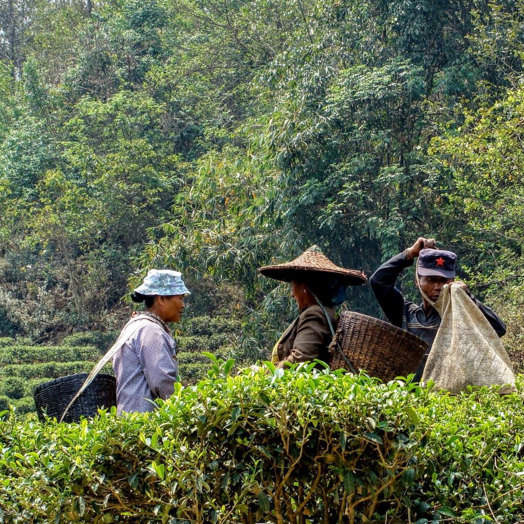 2016 Shu &quot;Ripe&quot; Pu&#39;erh
