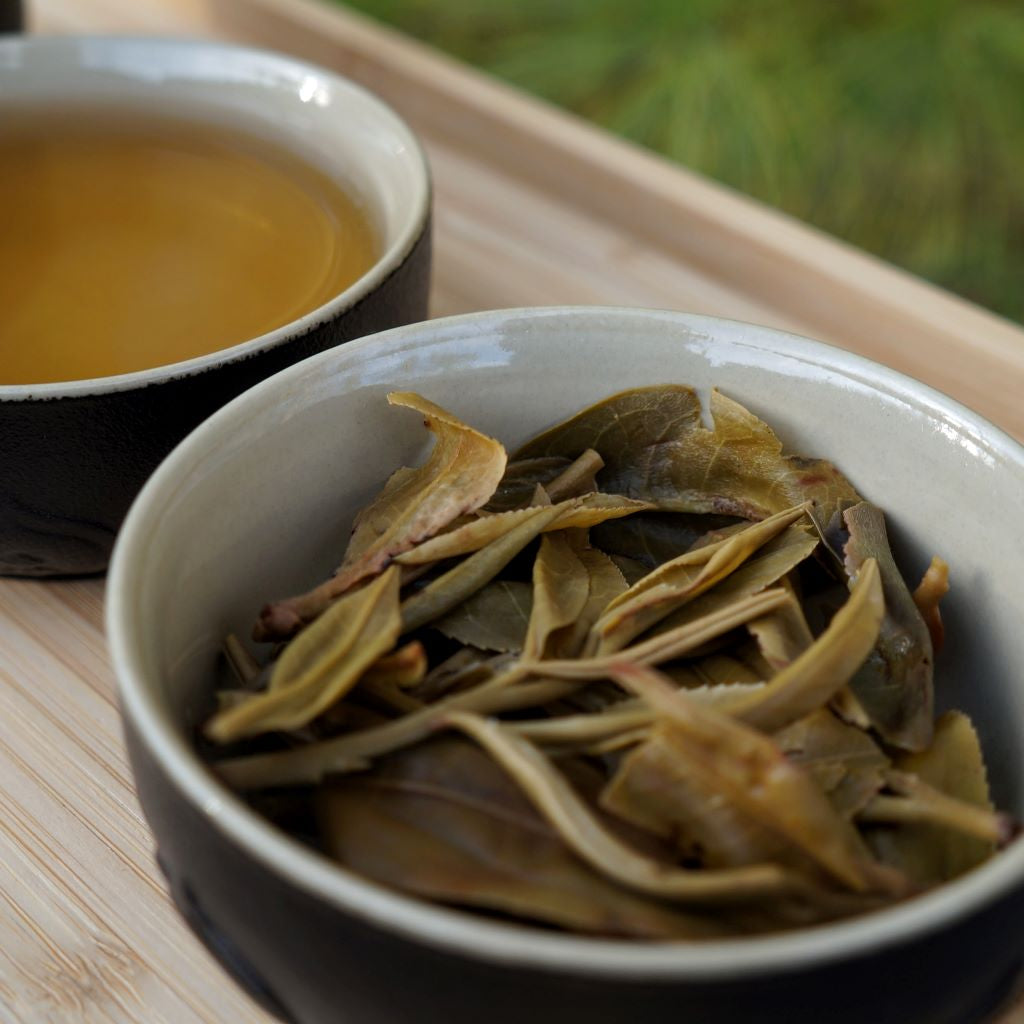 Jingmai Spring (April 2018)